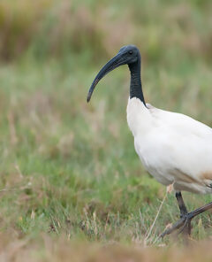Ibis sacro Threskiornis aethiopicus