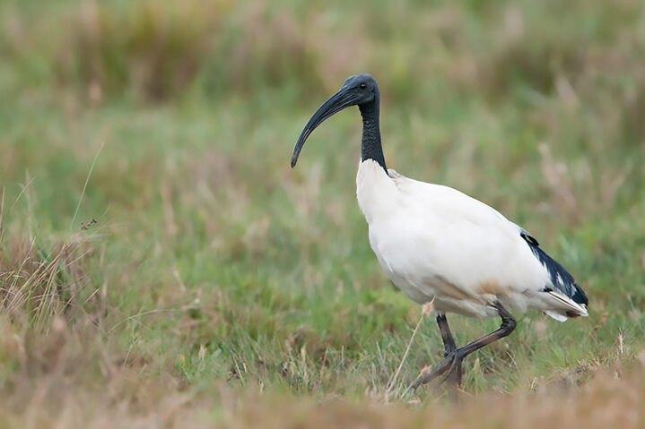 Ibis sacro Threskiornis aethiopicus